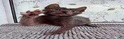 Lykoi cats for sale: Lykoi Kittens Ready Now  - Advert 9