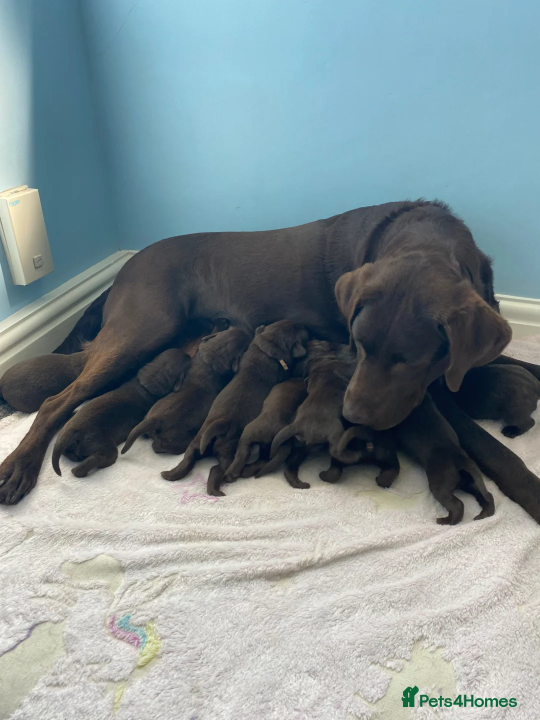 Labrador Retriever dogs for sale: KC Registered Chocolate Labrador Puppies - Advert 2