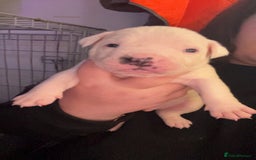 Mixed Breed dogs for sale: 4 beautiful olde English bulldog/ American bulldog - Advert 23