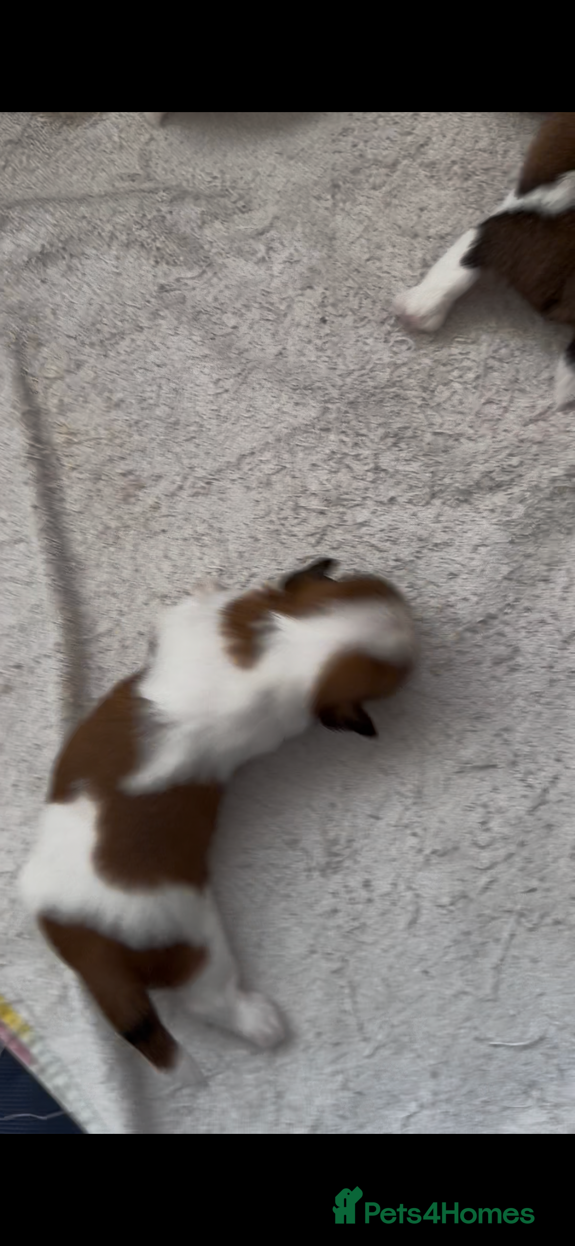 Shih Tzu dogs Beautiful litter of Shih Tzu puppies - Advert 2