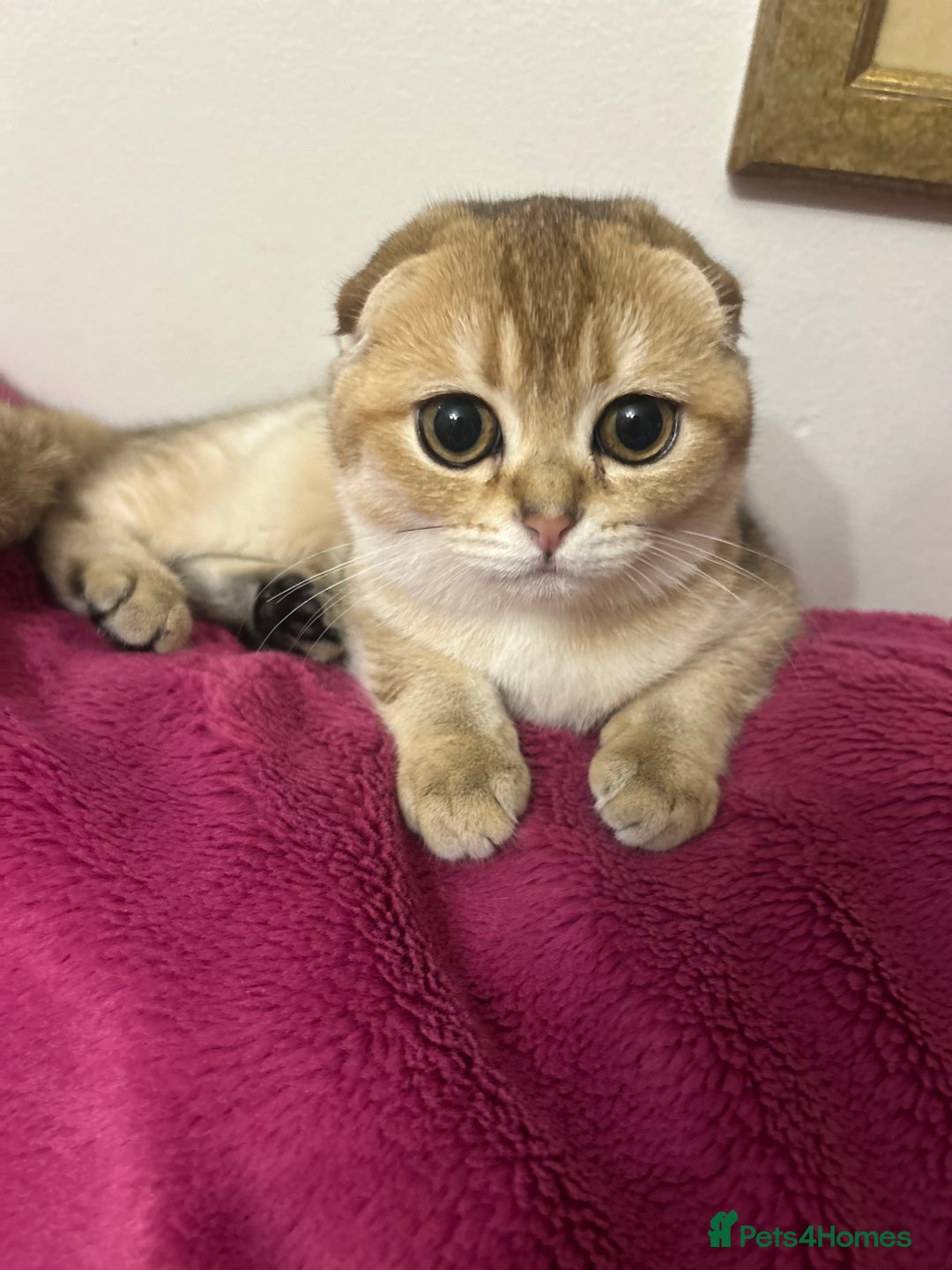 Scottish Fold cats for sale: Beautiful Gold chinchilla girl - Image 17