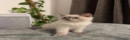 Ragdoll cats for sale: Cute ragdoll girls ready for their new home - Advert 5