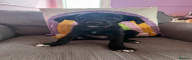 pink collar