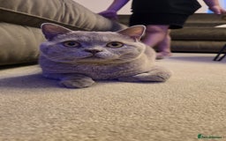 British Shorthair cats for sale: Rare lilac British shorthair  - Image 1
