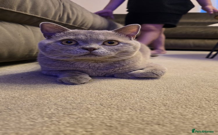 British Shorthair cats - Advert 5