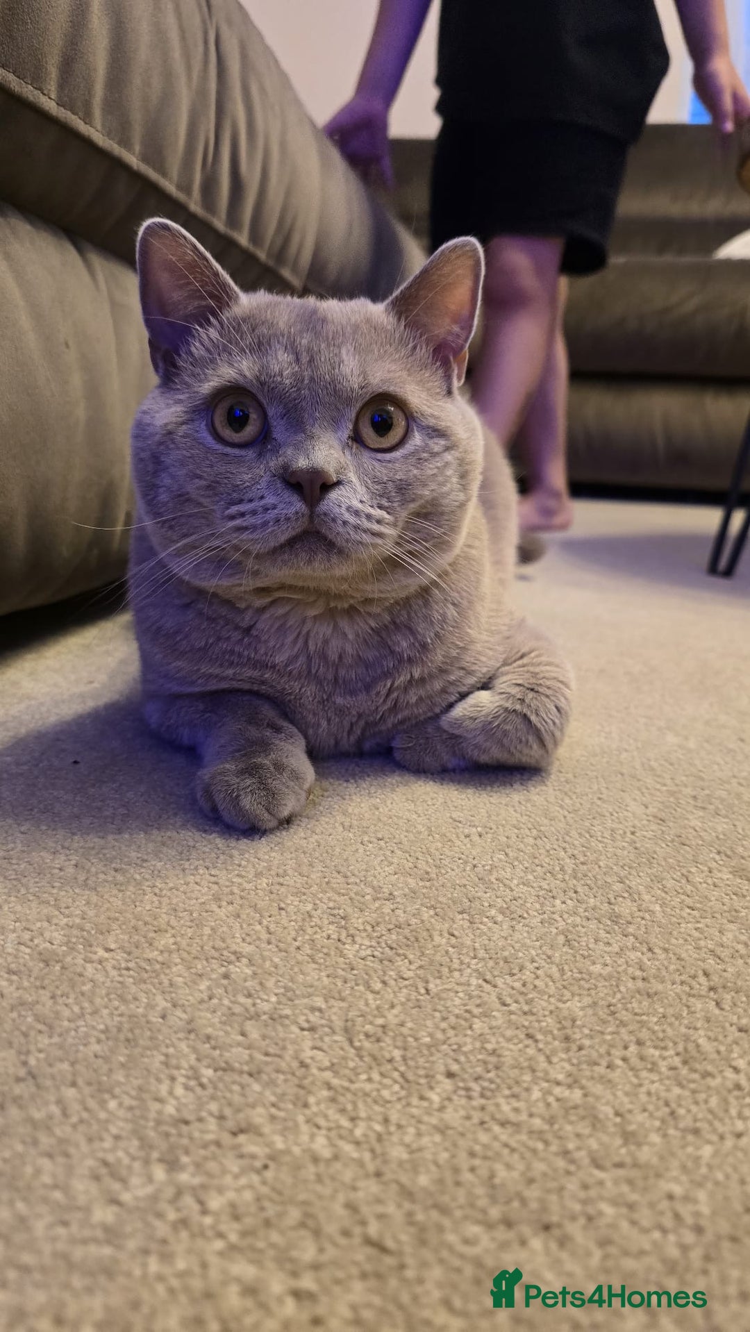 British Shorthair cats for sale: Rare lilac British shorthair  - Image 1