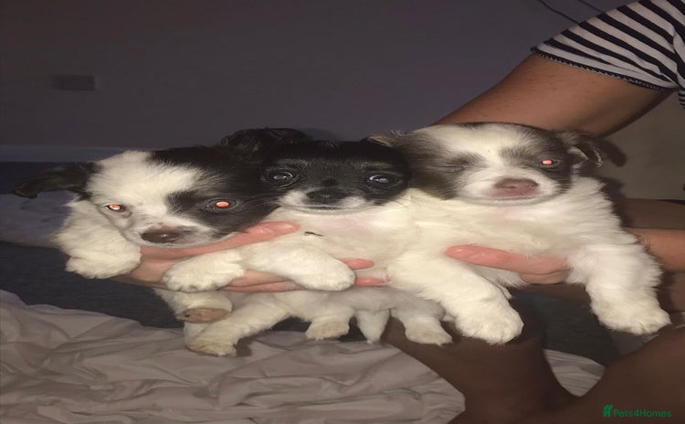 Mixed Breed dogs - Advert 3