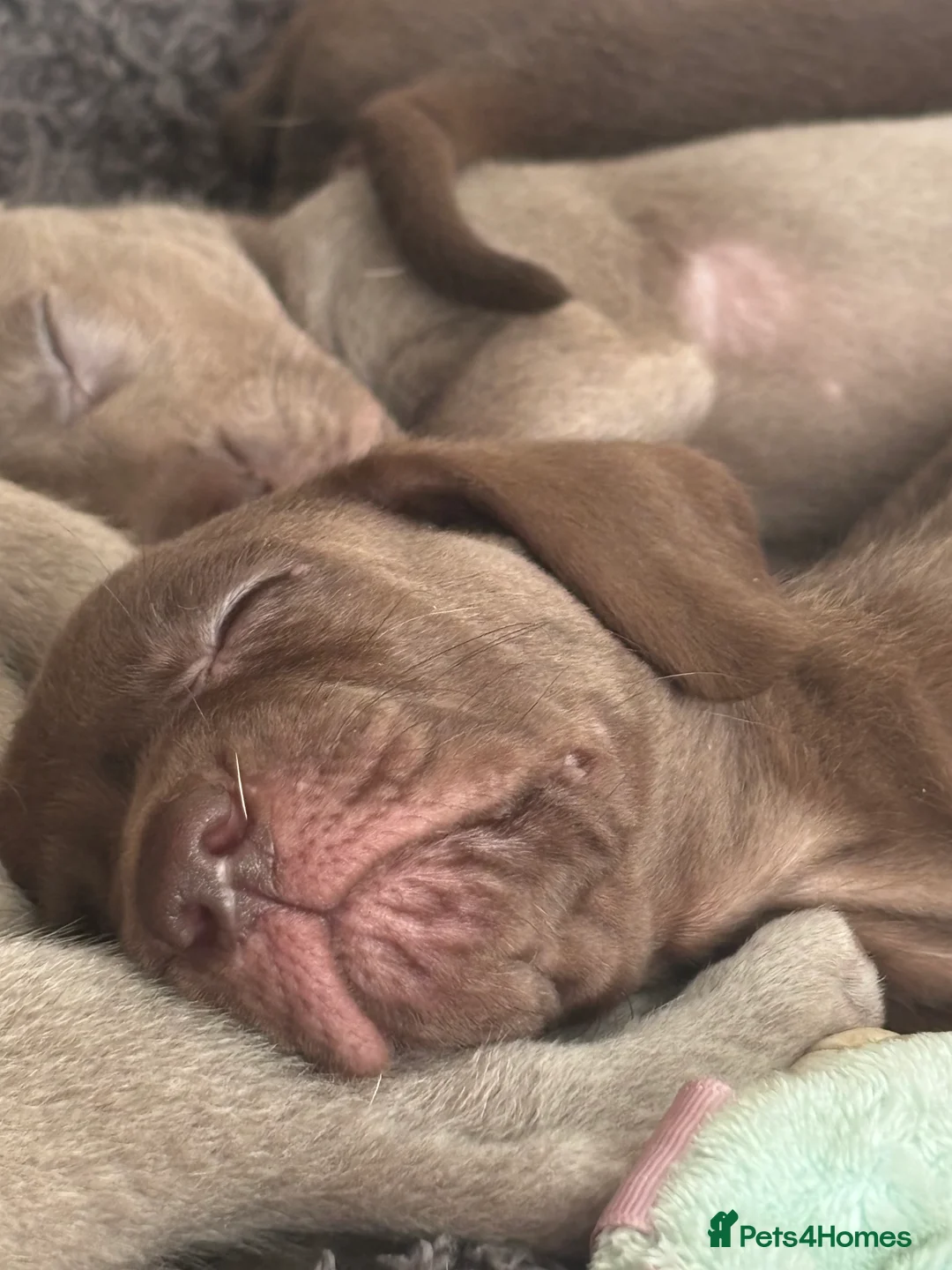 Mixed Breed dogs for sale: Weimaraner/ lab pups ready to go  - Advert 4