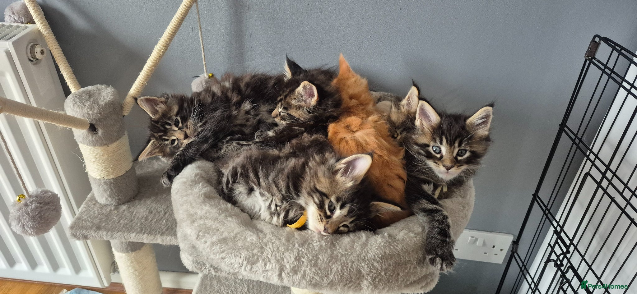 Maine Coon cats Gorgeous Maine Coons  - Advert 13