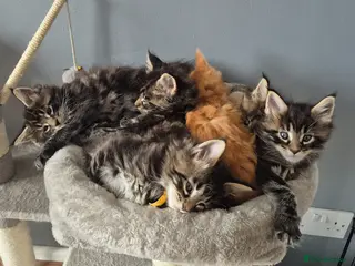 Maine Coon cats Gorgeous Maine Coons - Advert 2