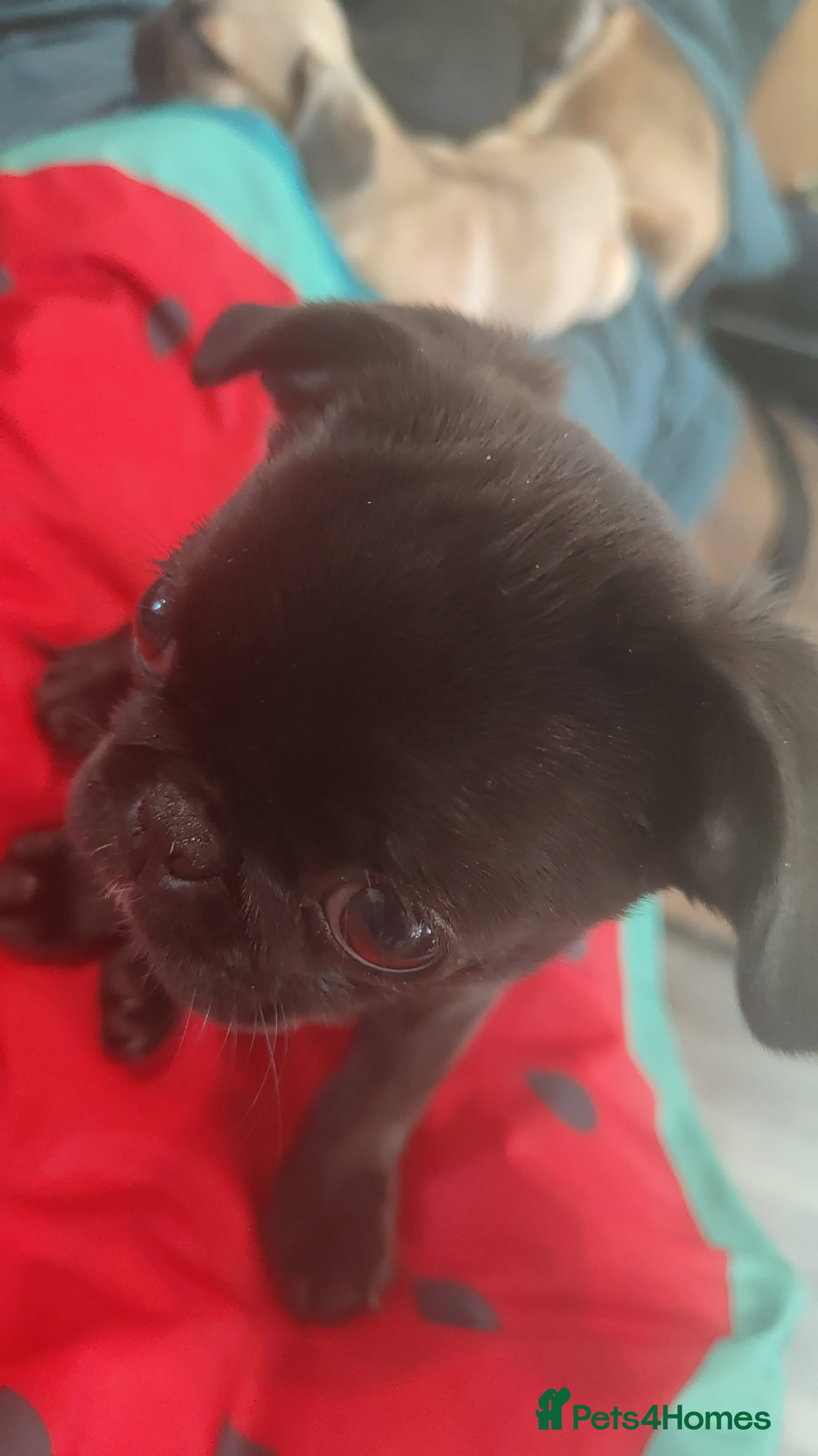 Pug dogs Sweet Pug Pups–Vaccinated, Microchip & loving Home - Advert 2