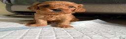Cockapoo dogs for sale: Beautiful F2 Cockapoo Puppies – Due October in Southampton - Advert 3
