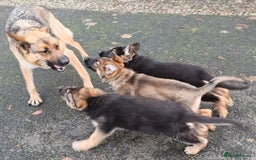German Shepherd dogs for sale: German Shepherd Puppies - Advert 13