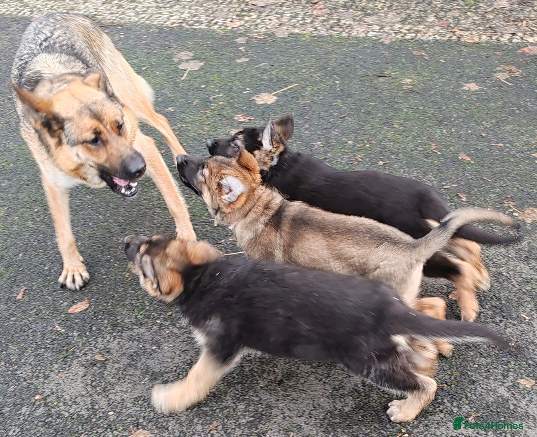 German Shepherd dogs for sale: German Shepherd Puppies - Advert 13