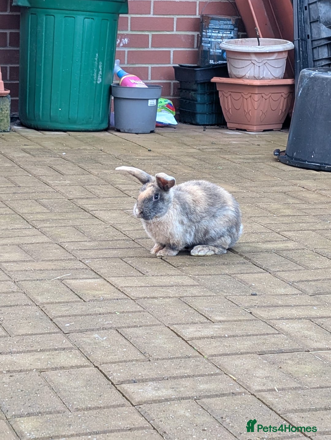 Mixed Breed rabbits for sale: Mixed breed rabbits  - Advert 2