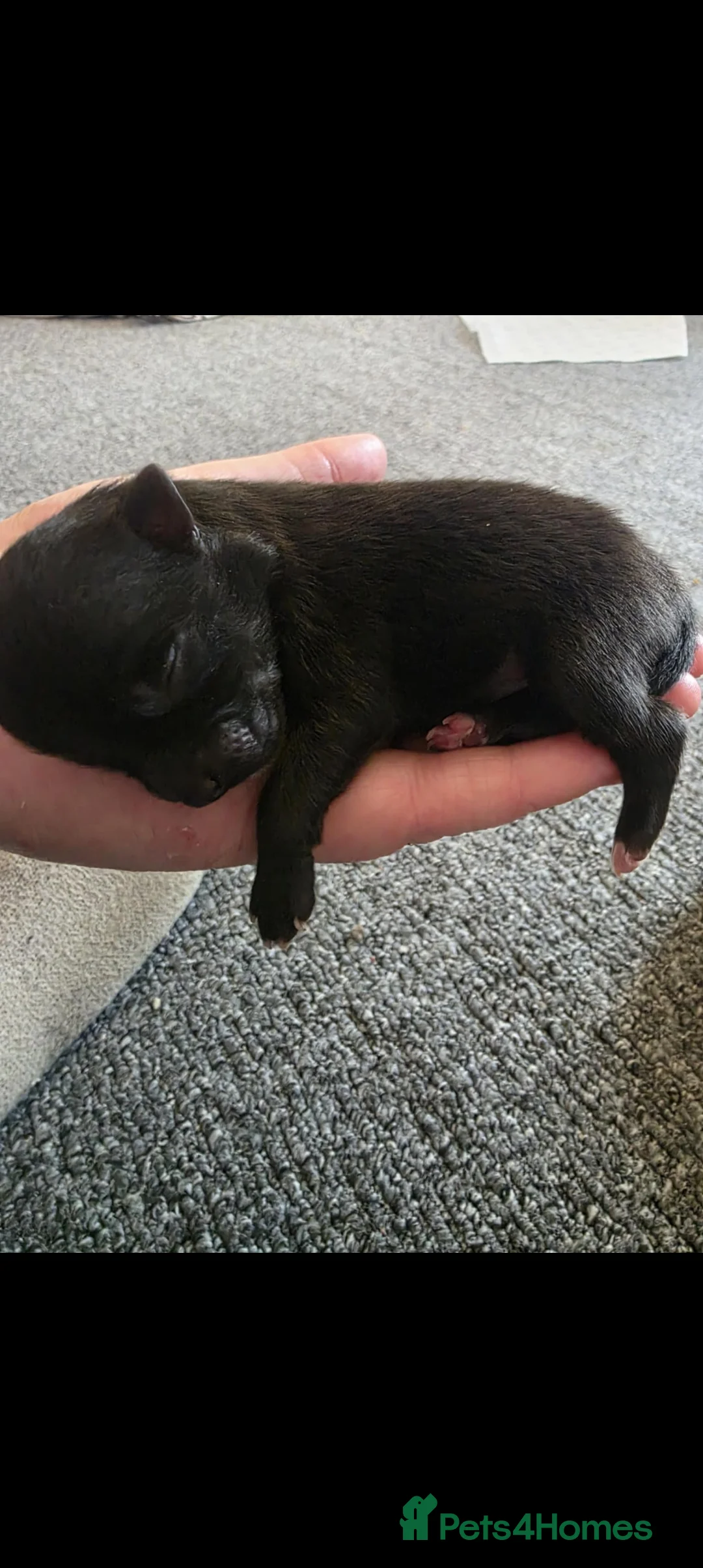 Pomeranian dogs for sale: Beautiful kc pomeranian for sale  - Advert 2