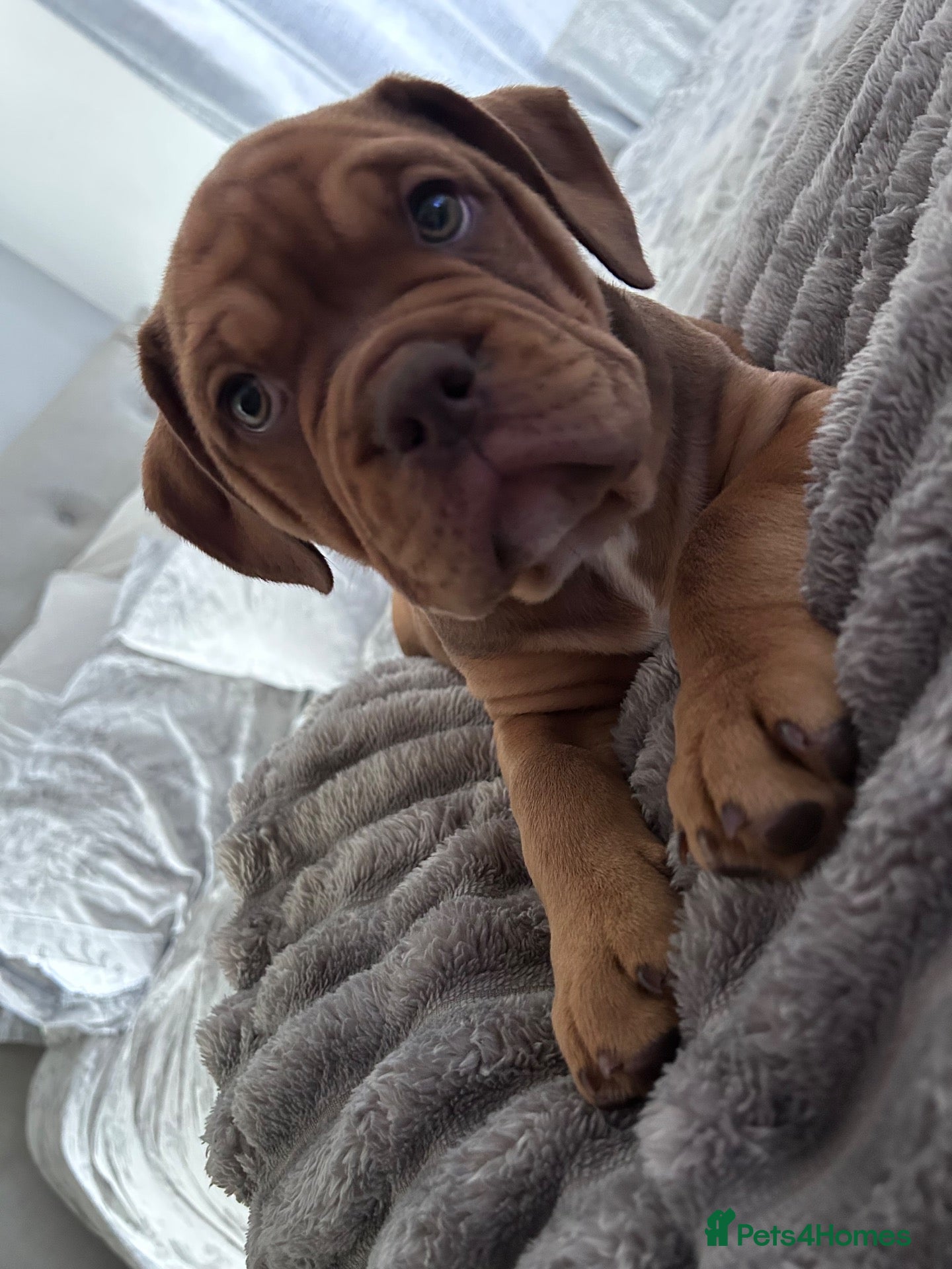 Mixed Breed dogs OLDE STAFF ENGLISH BULLDOGGE - Advert 2