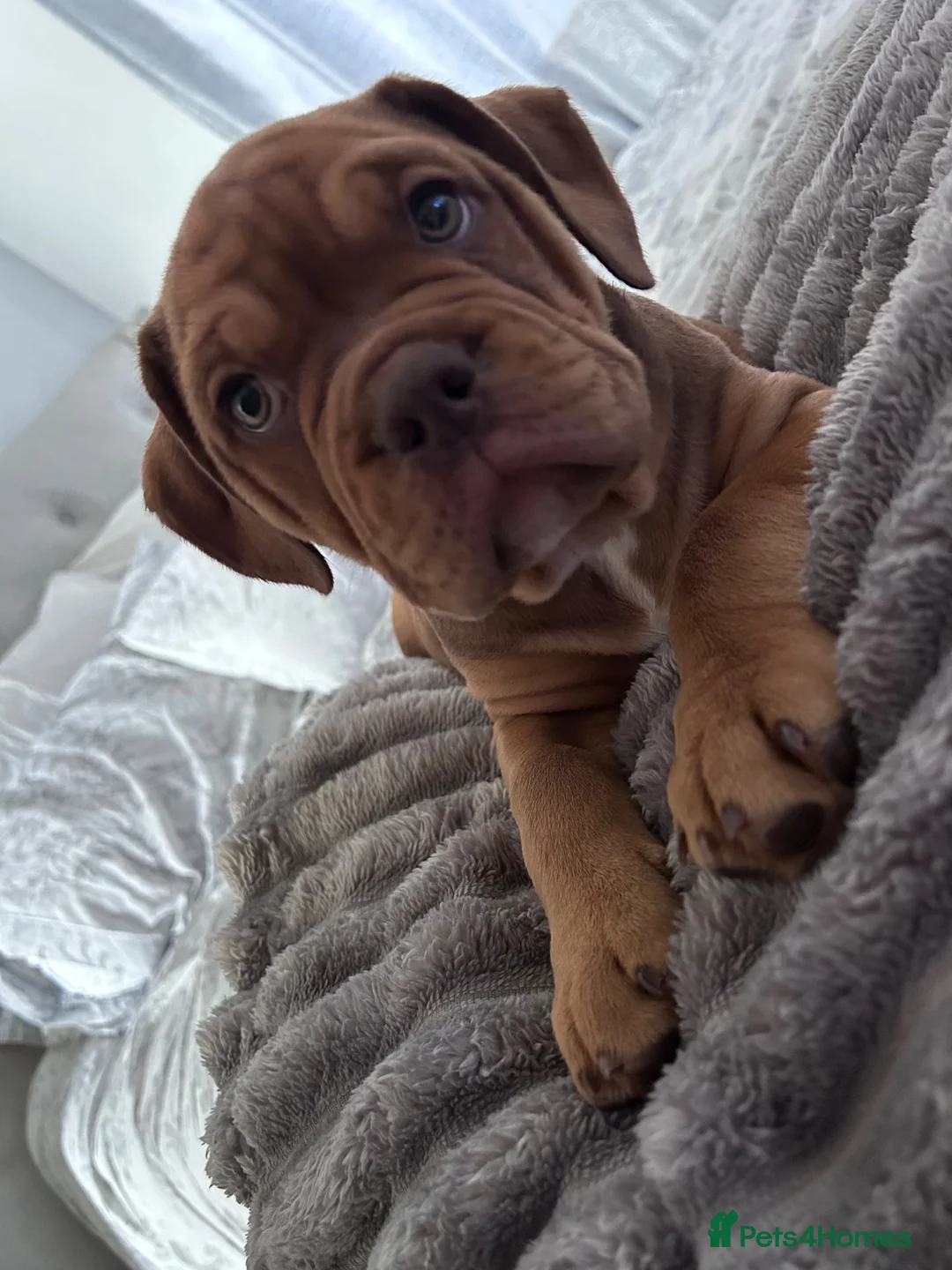 Mixed Breed dogs for sale: OLDE STAFF ENGLISH BULLDOGGE - Advert 2