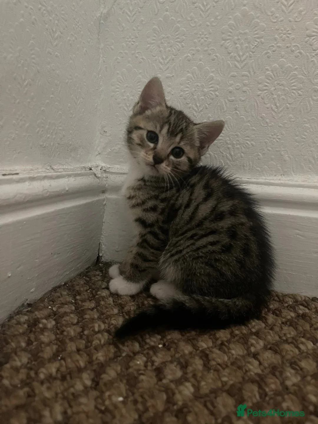 Abyssinian cats for sale: Kitten for sale - Advert 15