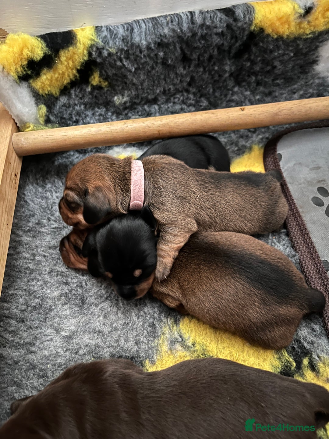 Miniature Dachshund dogs for sale: 4 beautiful miniature dachshunds  - Advert 8