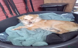 Mixed Breed dogs for adoption: Meet Poppet, currently residing in South Wales - Image 3