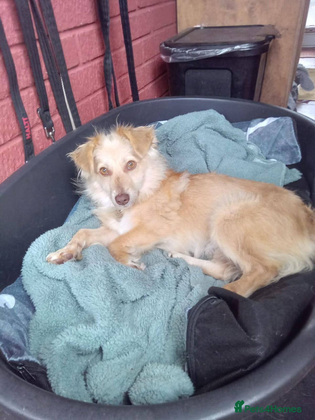 Mixed Breed dogs for adoption: Meet Poppet, currently residing in South Wales - Image 3