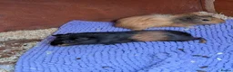 Guinea Pig rodents for sale: Very pretty baby guinea pigs ready July  - Advert 5