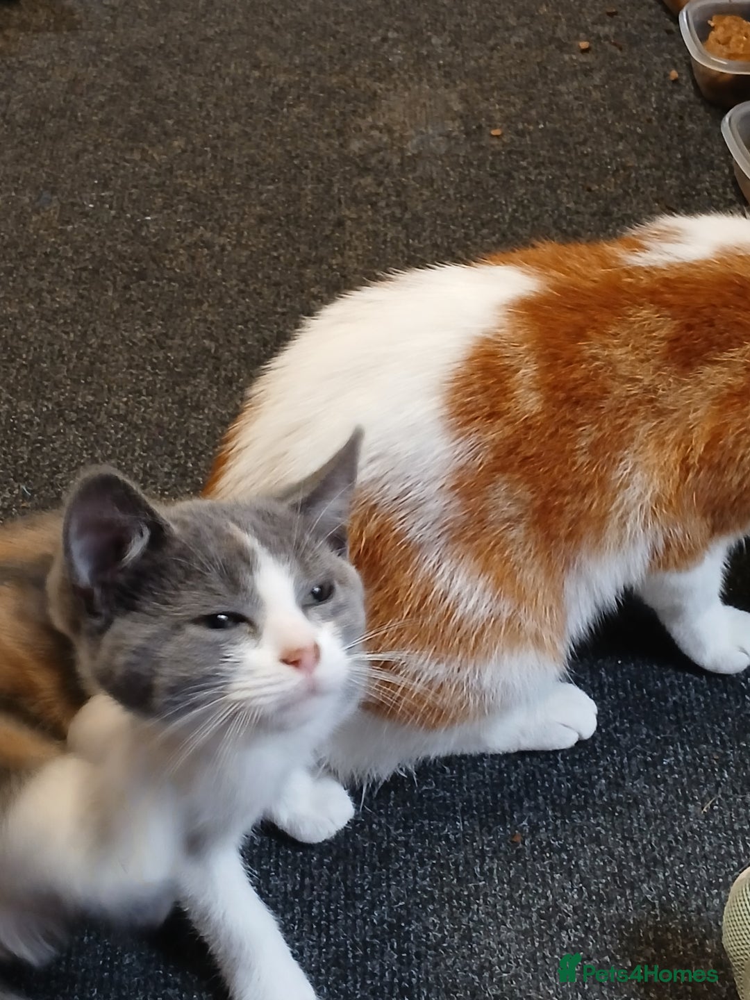 Mixed Breed cats for sale: 2 beautiful female lovely kittens and playfull - Image 14