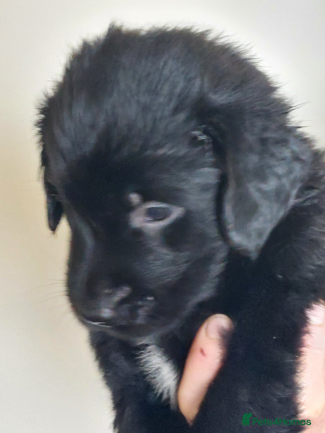 Flat coated Retriever dogs for sale: Flatcoated retriever puppies  - Image 14