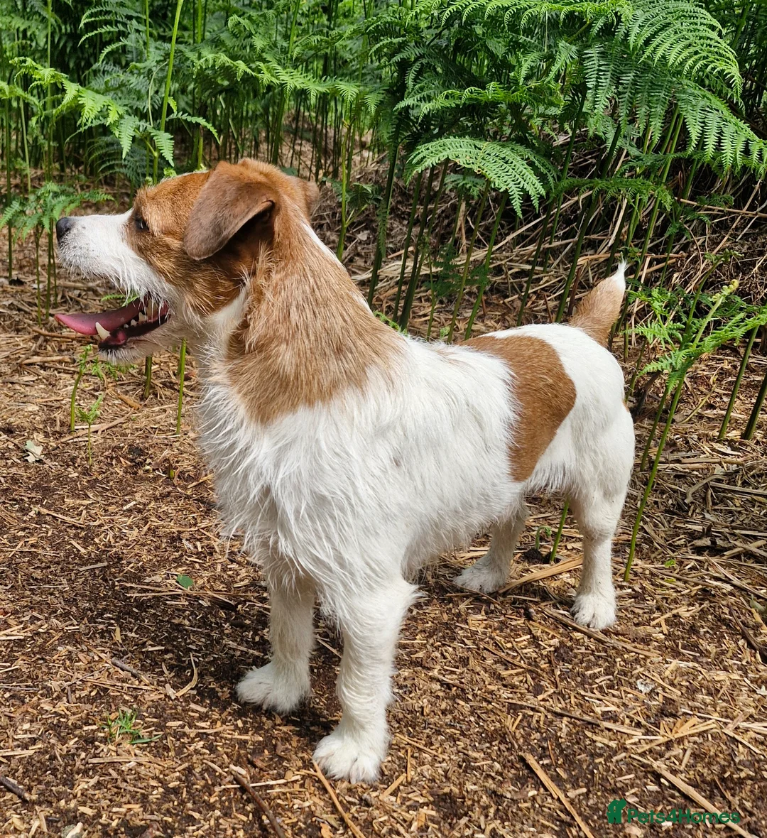 Jack Russell dogs for stud: JRT for stud - Advert 2