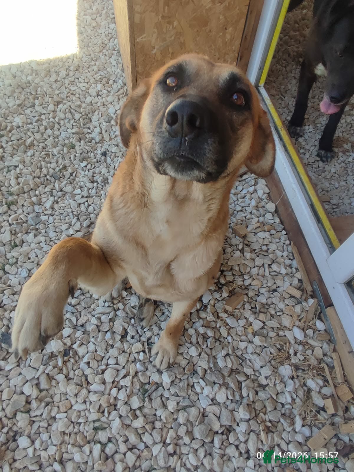 Mixed Breed dogs Daisey 6 year’s Macedonian rescue  - Advert 11