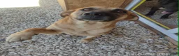 Mixed Breed dogs for adoption: Daisey 6 year’s Macedonian rescue  - Advert 2