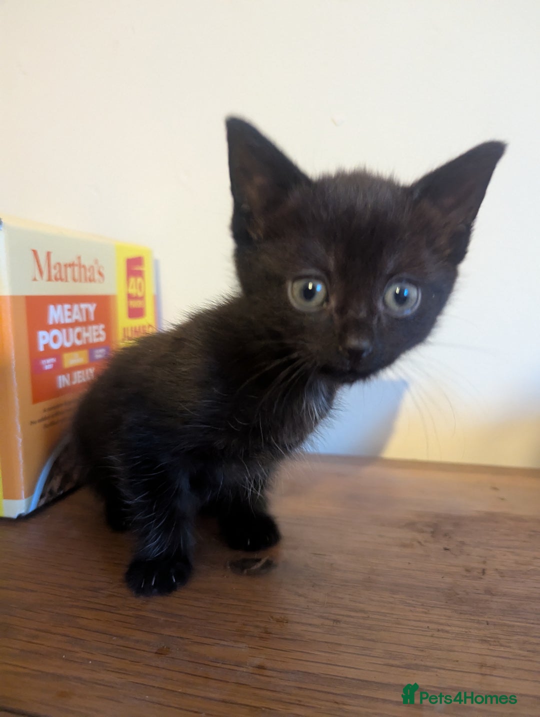 Mixed Breed cats for sale: Beautiful Kittens Ready to Go 4th August - Image 4