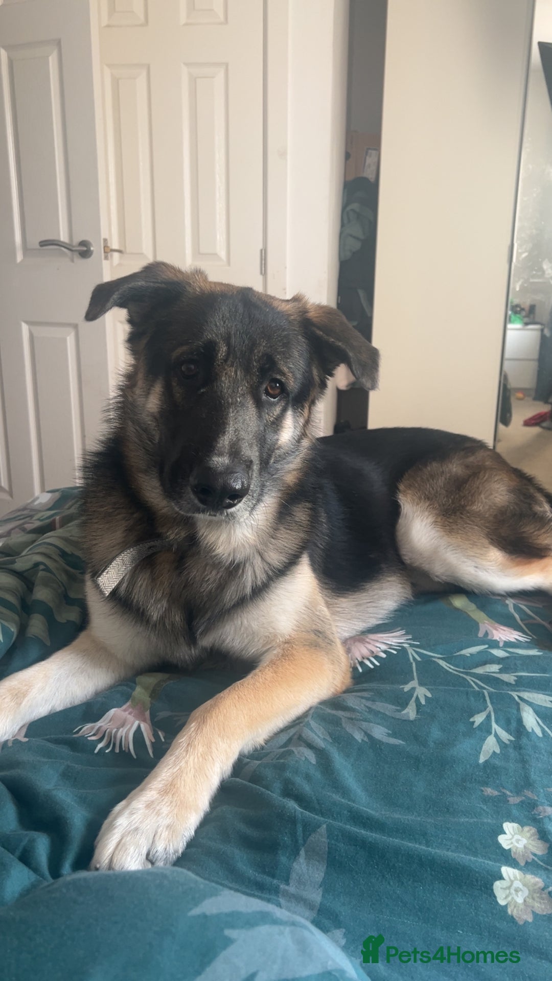 Shepsky dogs for sale: 22 month old Shepsky  - Image 3