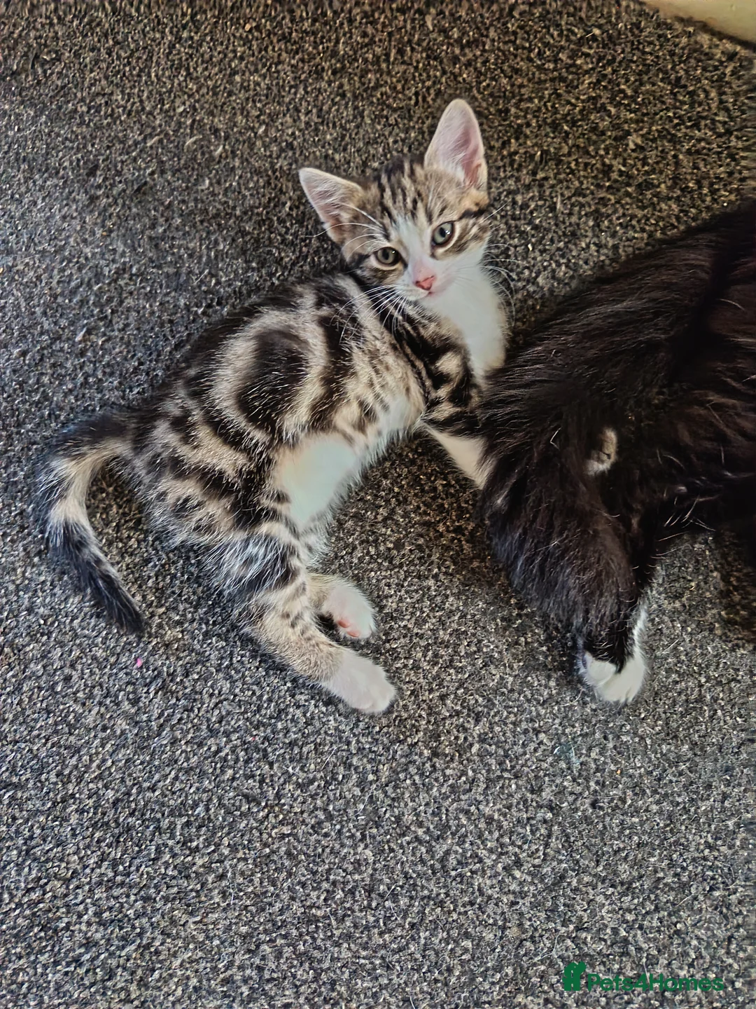 Mixed Breed cats for sale: Four Mixed Kittens - Advert 2