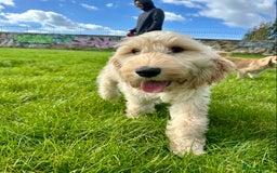 Cockapoo dogs for sale: Beautiful cockadoodle female puppy  - Image 5