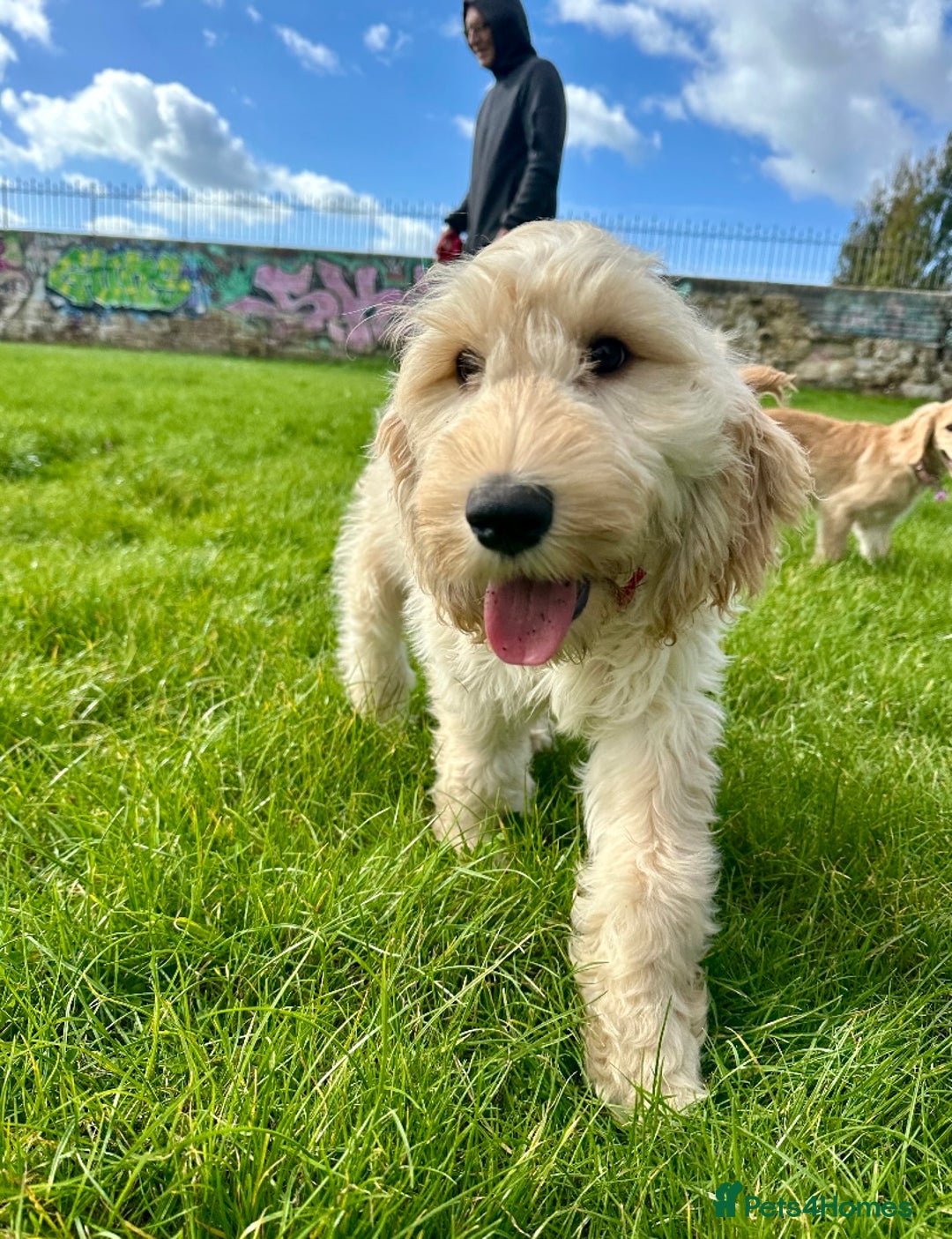 Cockapoo dogs for sale: Beautiful cockadoodle female puppy  - Image 5