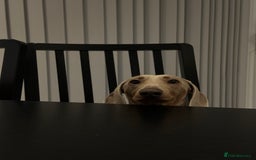 Miniature Dachshund dogs for sale: Loving Pair of Mini Dachshunds 🐶 🐶  - Image 11