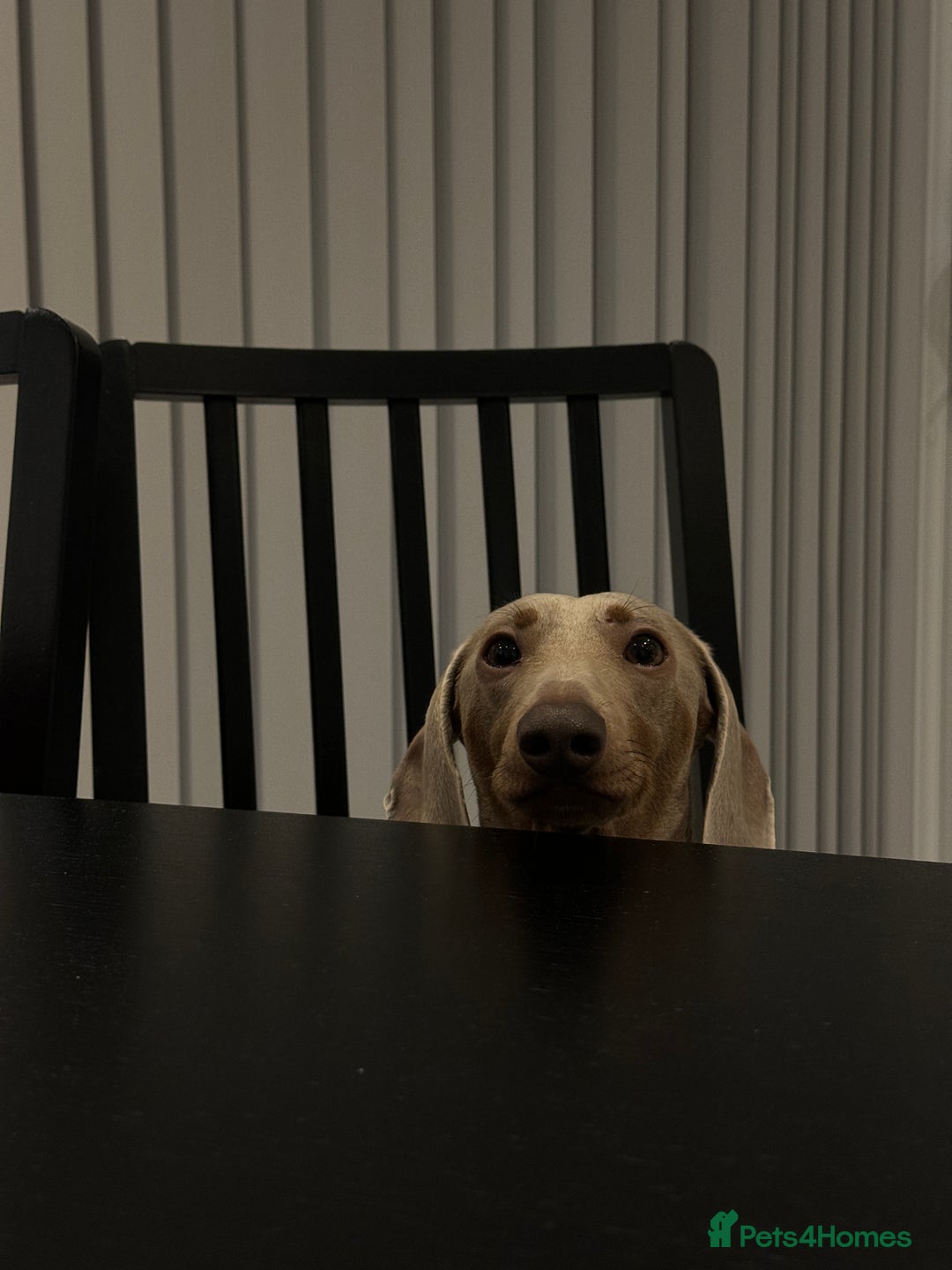 Miniature Dachshund dogs for sale: Loving Pair of Mini Dachshunds 🐶 🐶  - Image 11