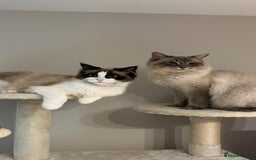 Ragdoll cats for sale: Adorable Ragdoll Kittens Ready for New Homes 🫧 - Image 8