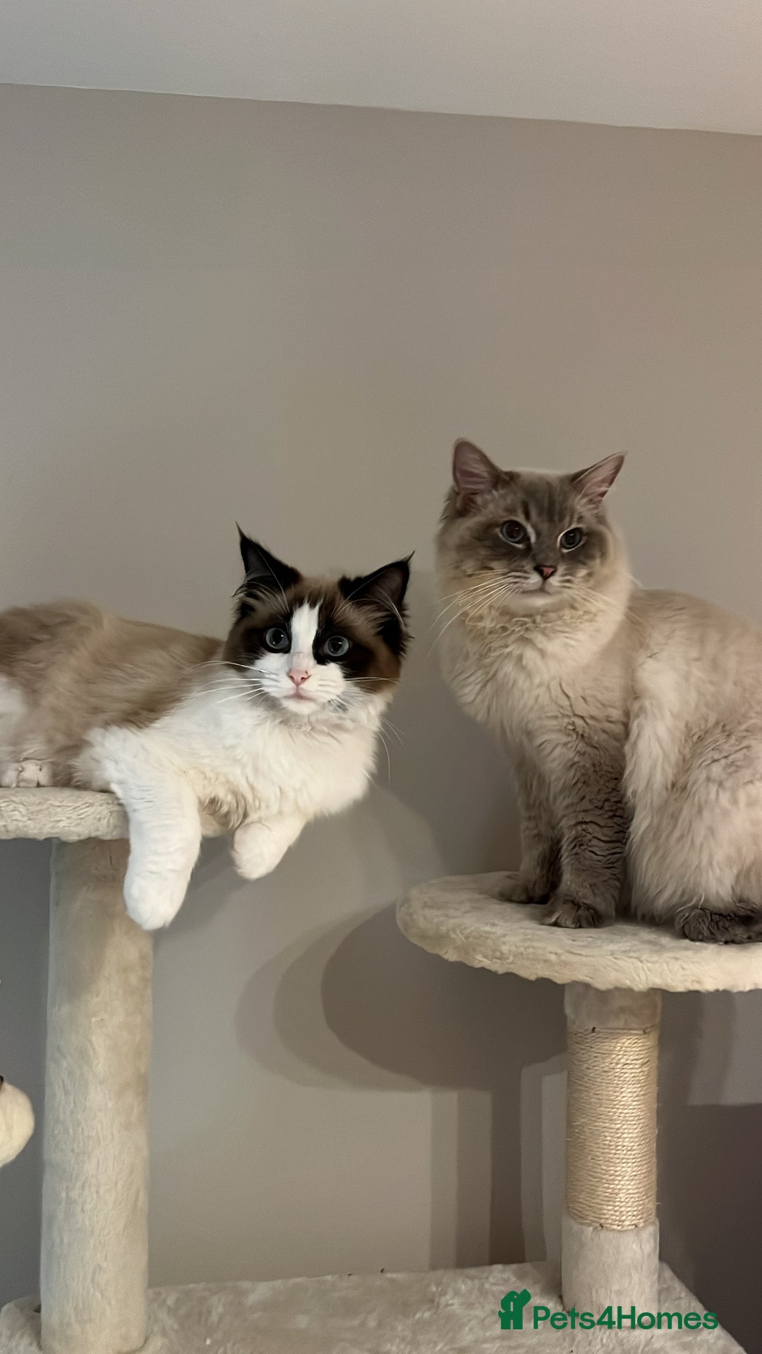 Ragdoll cats for sale: Adorable Ragdoll Kittens Ready for New Homes 🫧 - Image 8