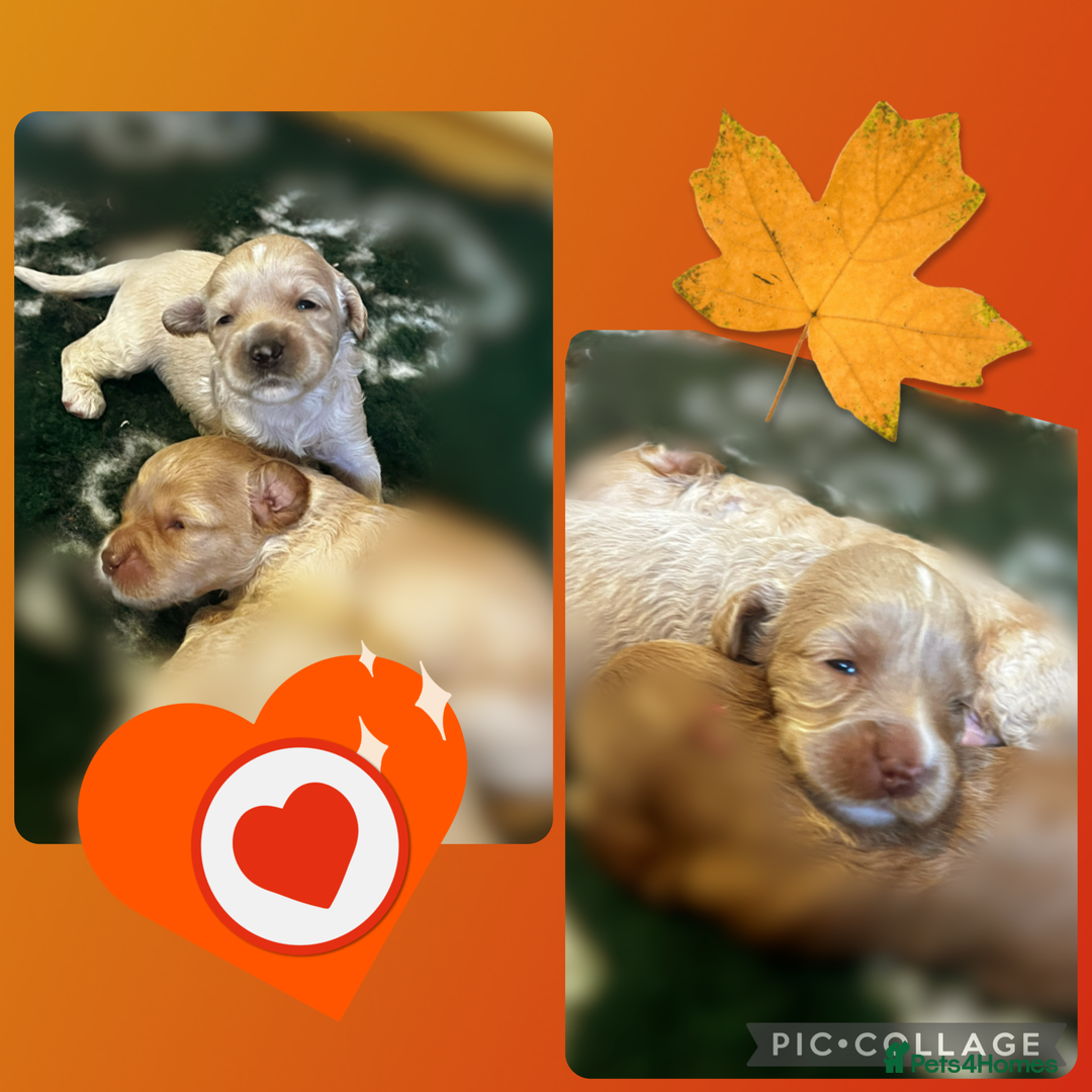 Australian Labradoodle dogs for sale: ♥️ 1 girl left ♥️ tiny tails , big hearts ♥️  - Image 26