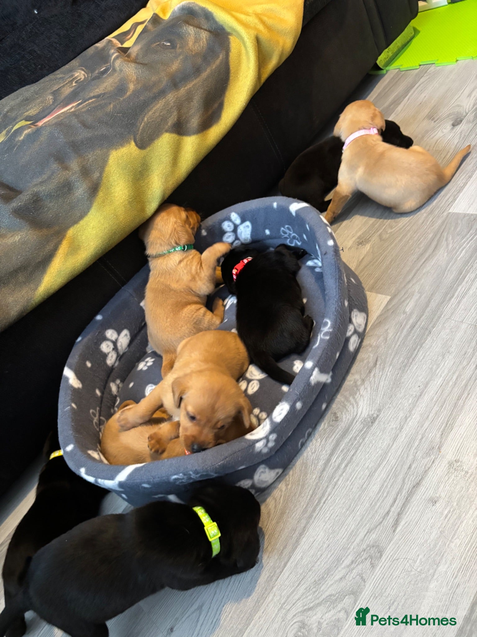Labrador Retriever dogs Labrador puppies  - Advert 2