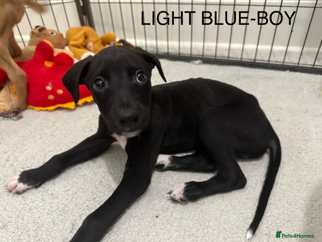 Lurcher dogs for sale: Saluki Bull Greyhound Puppies  - Advert 11