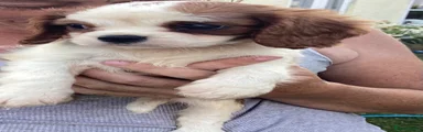 Cavalier King Charles Spaniel 2