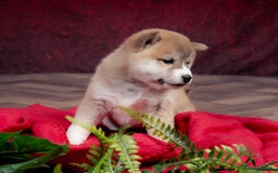 Japanese Shiba Inu dogs for sale: Beautiful KC Reg Japanese Shiba Inu Puppies - Image 7