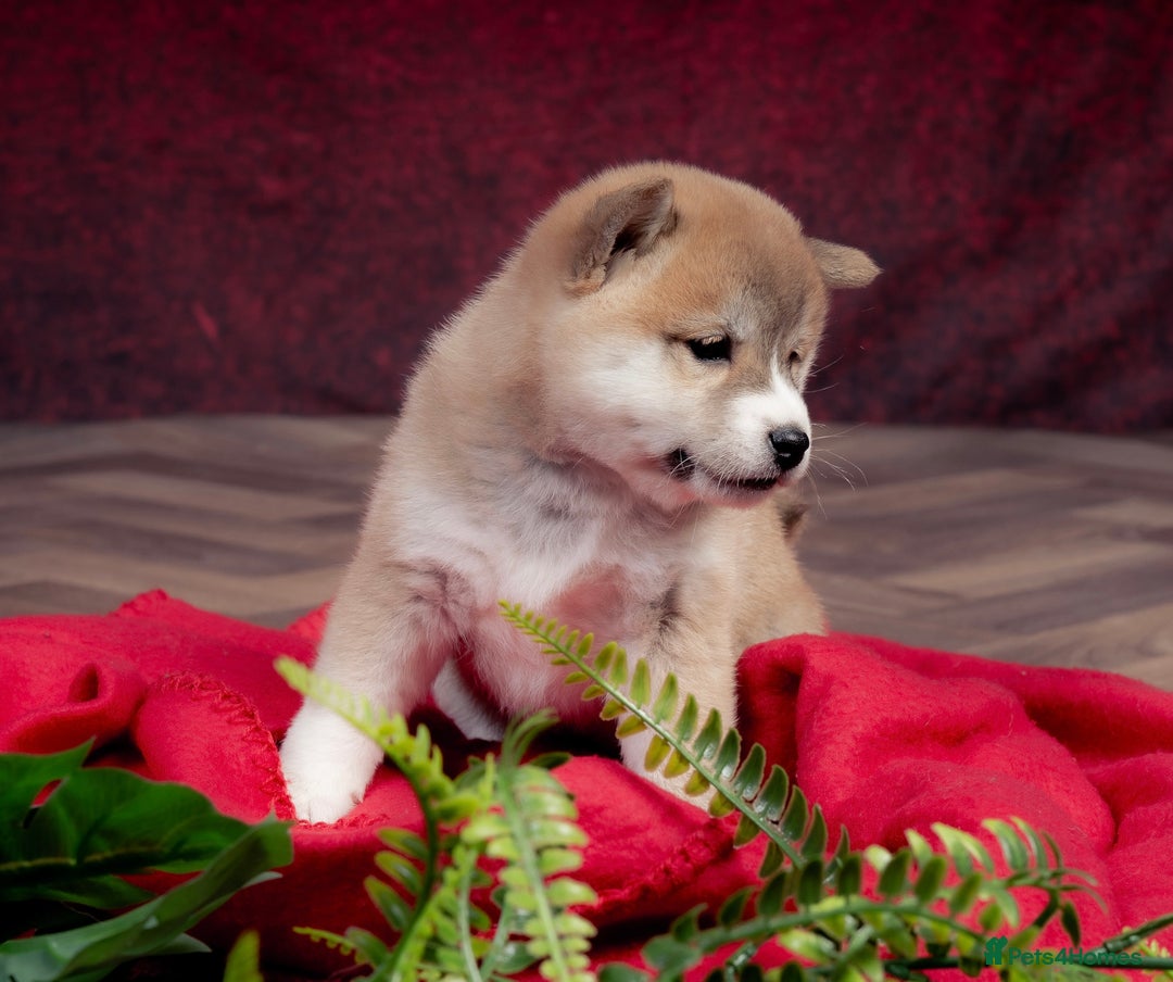 Japanese Shiba Inu dogs for sale: Beautiful KC Reg Japanese Shiba Inu Puppies - Image 7