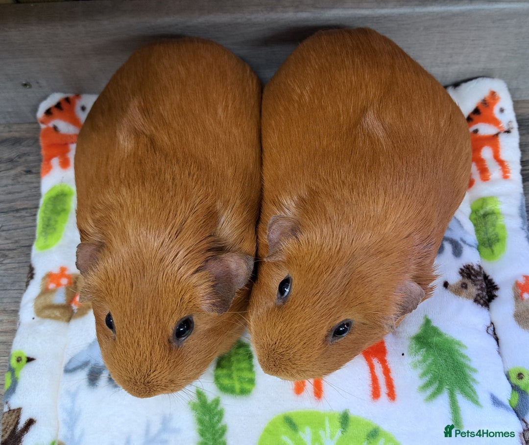 Guinea Pig rodents for sale: Guinea pigs female - Leeds LS27 area - Image 3