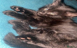 Mixed Breed cats for sale: 5 gorgeous bundles of fluff  forever home  - Image 3