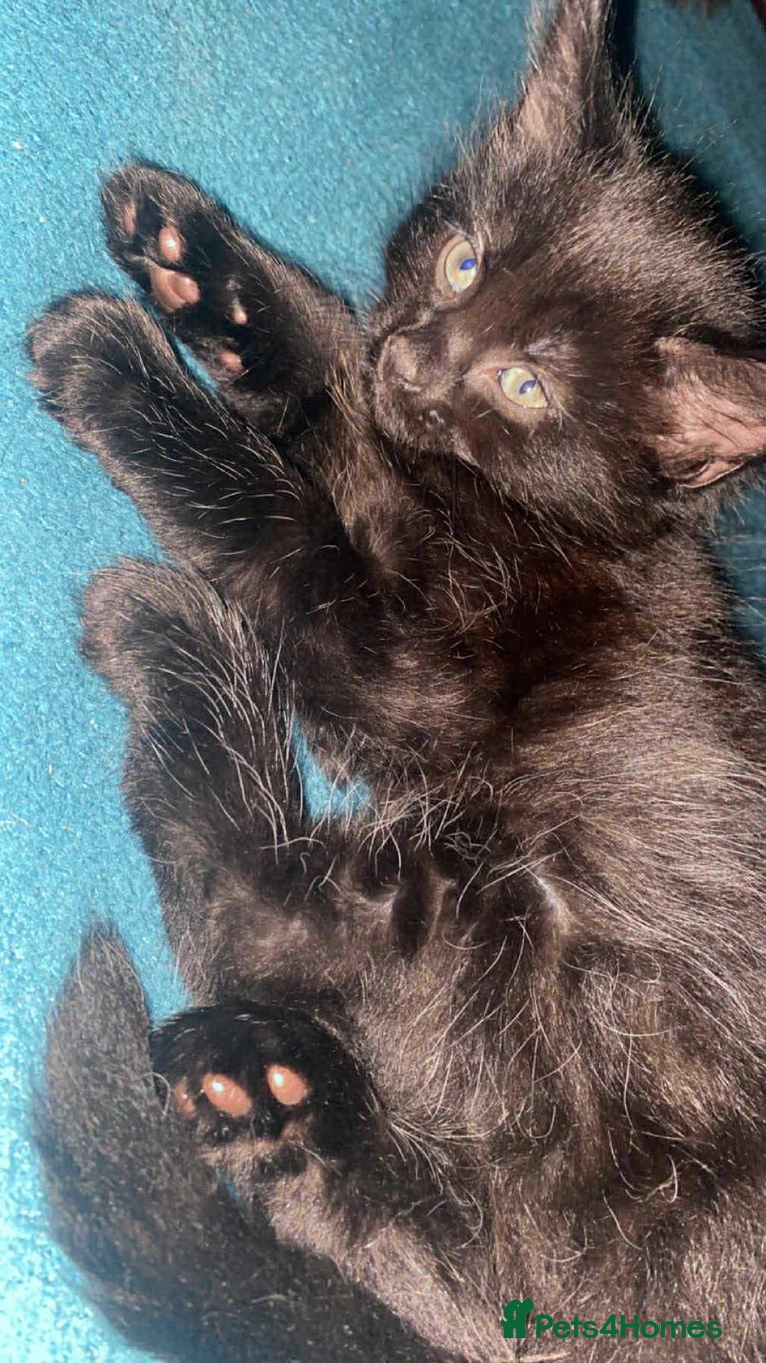 Mixed Breed cats for sale: 5 gorgeous bundles of fluff  forever home  - Image 3